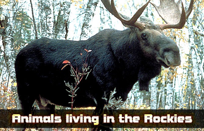 7-Animals-living-in-the-Rockies