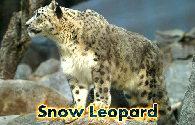 1-snow-leopard