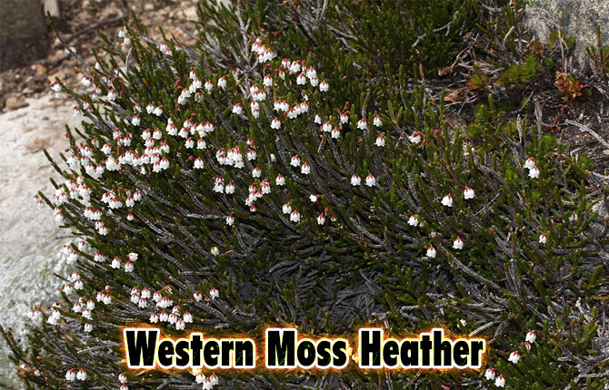11-western-moss-heather