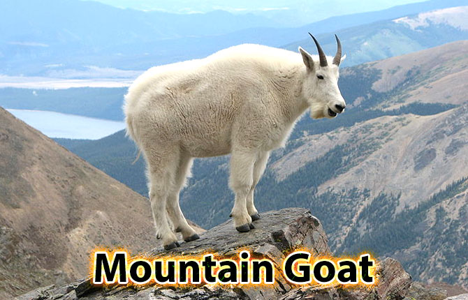 2-mountain-goat