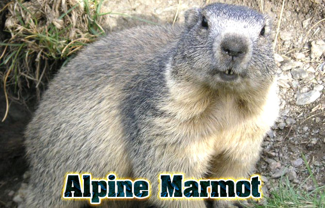 5-alpine-marmot