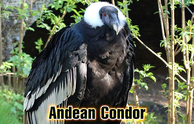 6-andean-condor