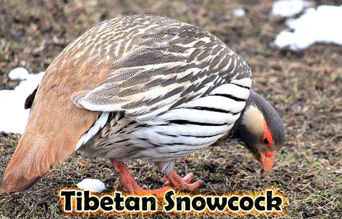 7-tibetan-snowcock