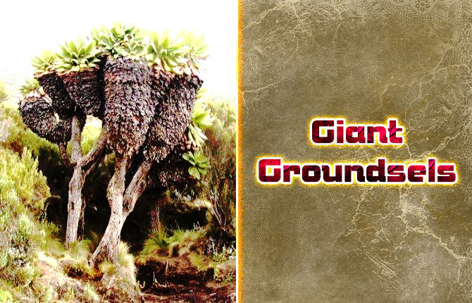 8-giant-groundsels