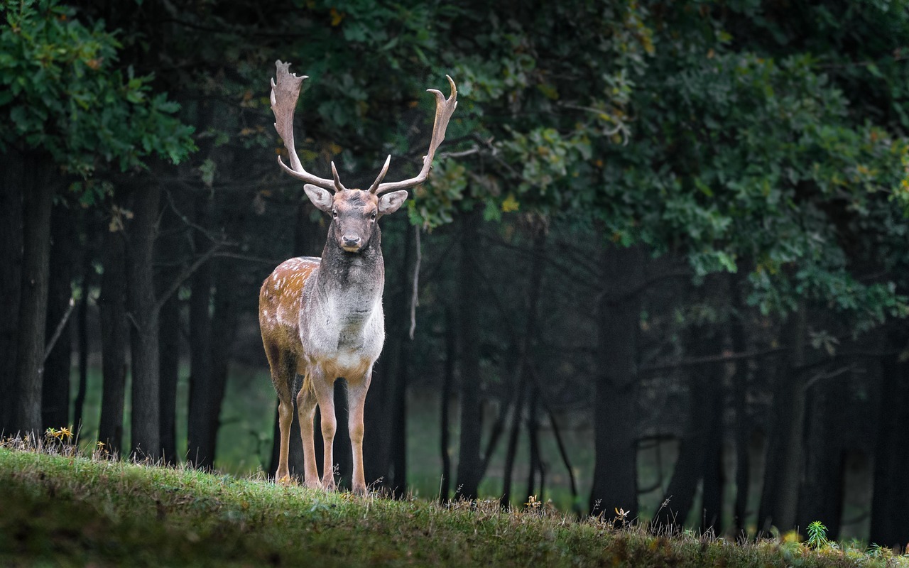Hunting Hot Spots for Deer
