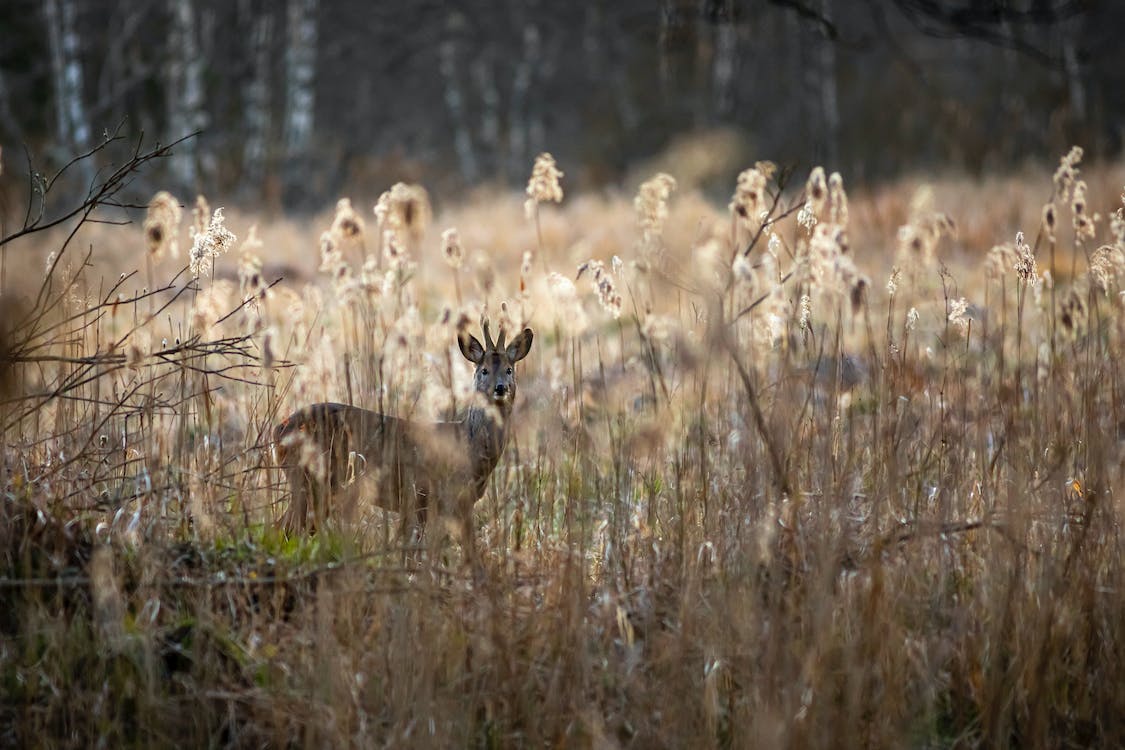Beginners Guide To Deer Hunting