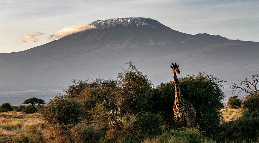 A giraffe in a safari with Mt Kilimanjaro at the background