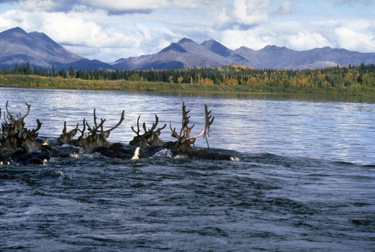 Caribou swimming across the Kobuk River