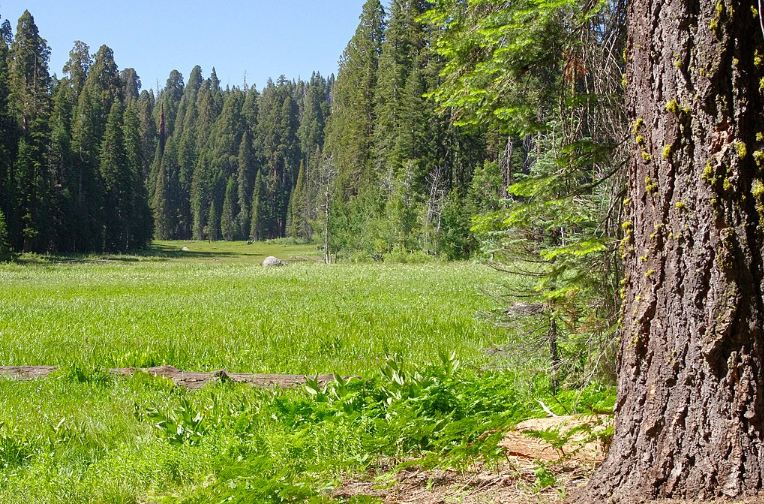 Crescent Meadow in the Giant Forest, called the Gem of the Sierra