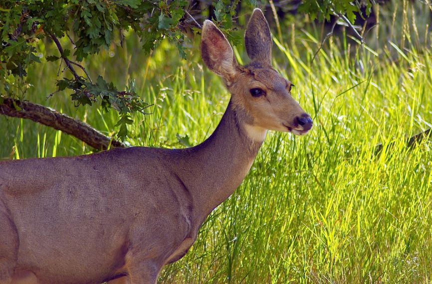 Doe deer at the grassland at Mesa Verde National Park