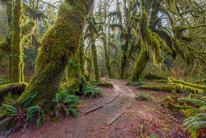 Forests