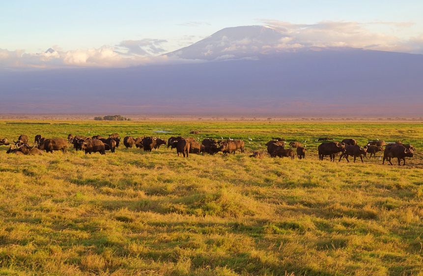 Kilimanjaro Park with buffalos and the view of Mt. Kilimanjaro at the background