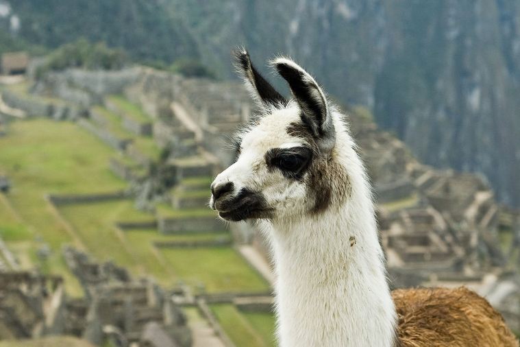 Llama with the Macchu Picchu ruins