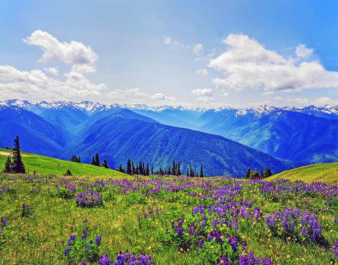 Olympic National Park's