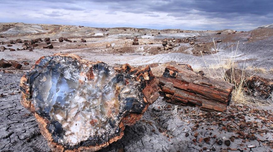 Petrified log in Petrified Forest National Park