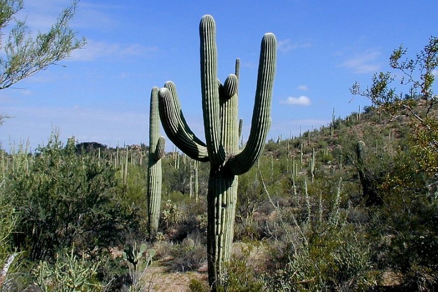 Standing Saguaro cacti in the desert land or Arizona