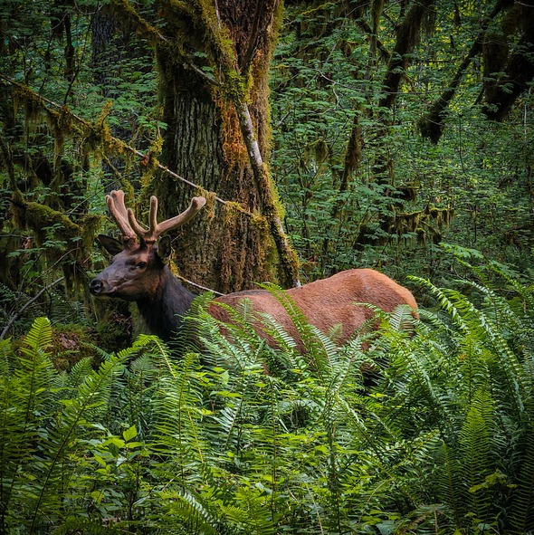 Wildlife Watching
