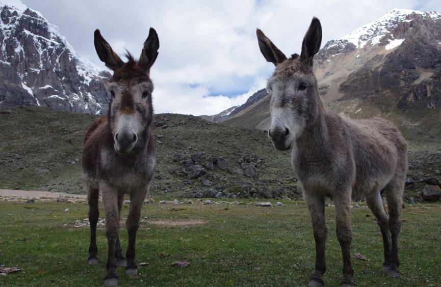 two young donkeys at Huayhuash