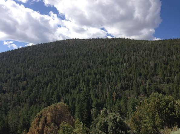 Conifers thrive at middle elevations of Wheeler Peak
