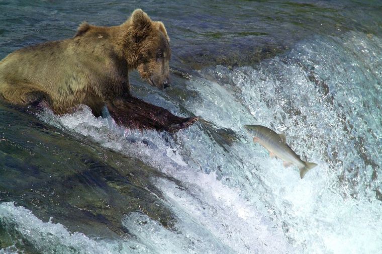 Kodiak Brown Bear Fishing