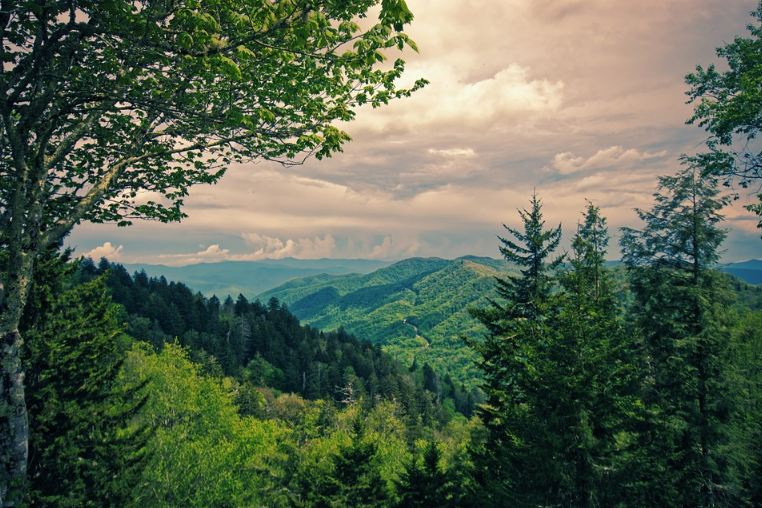 Landscape of the Great Smoky Mountains filled with trees