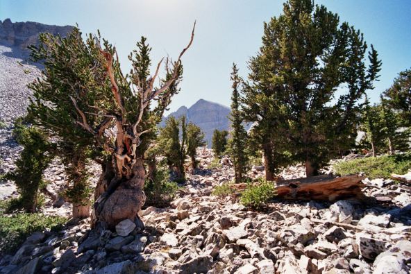 Pinuslongaeva grove with the Prometheus trees and the Wheeler Peak headwall in the distance