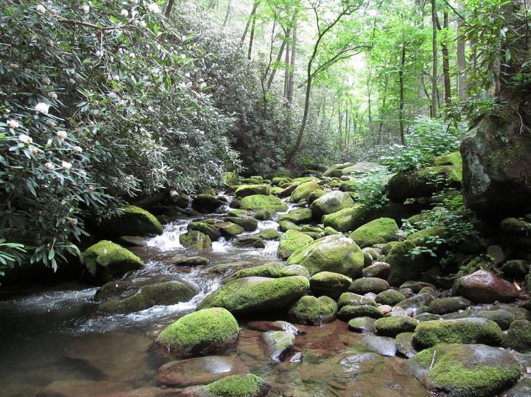 River with crystal clear water flowing within the forest in the Great Smoky Mountains National Park