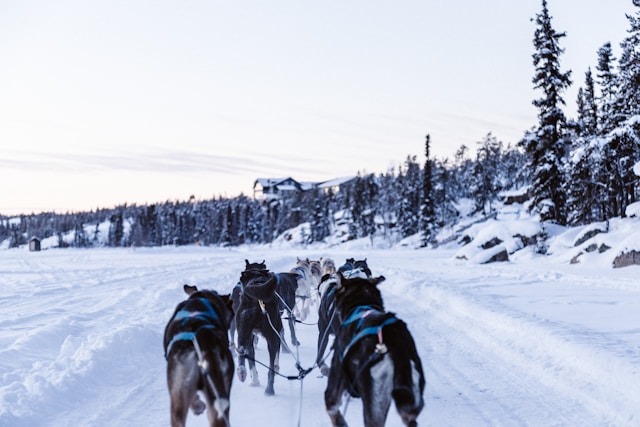 dog sledding