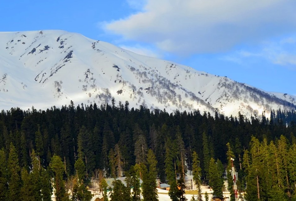 green pine trees, mountain covered in snow