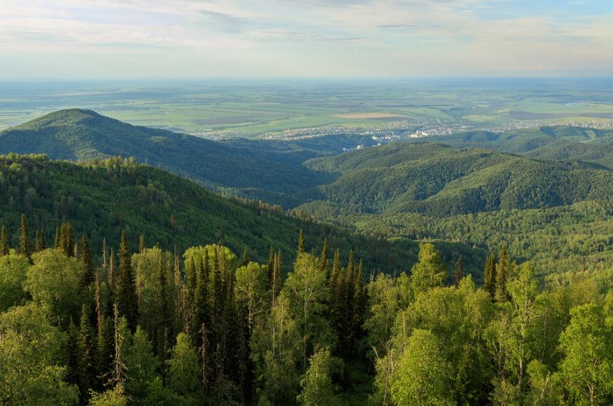 Altai mountains covered with trees
