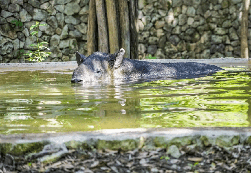 A Tapir Swimming with nose above the water.