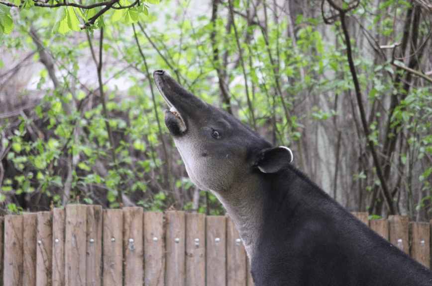 A tapir vocalizing using shrill whistles.