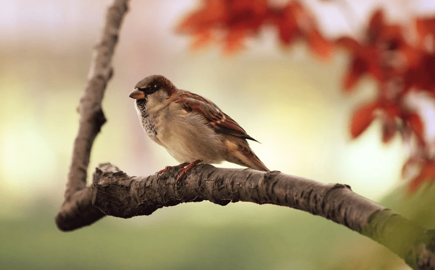 A sparrow sitting on a branch