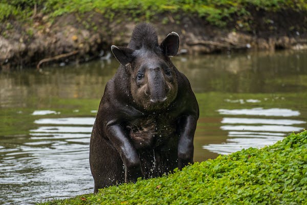 How Many Mountain Tapir Are There