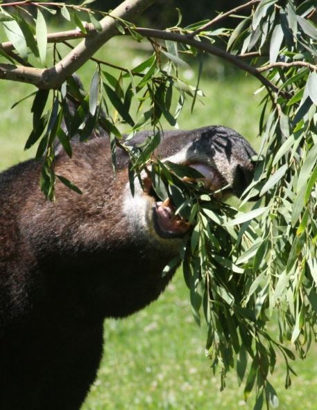 mountain tapir eating leaves and twigs