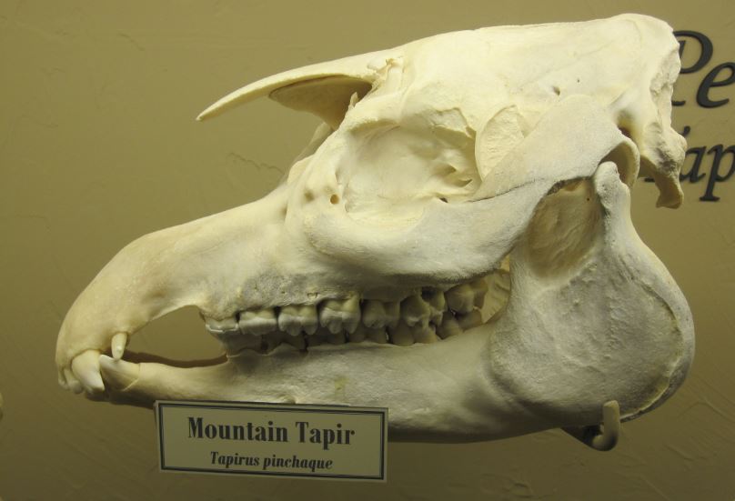 skull of a mountain tapir