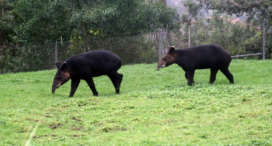 two mountain tapirs 